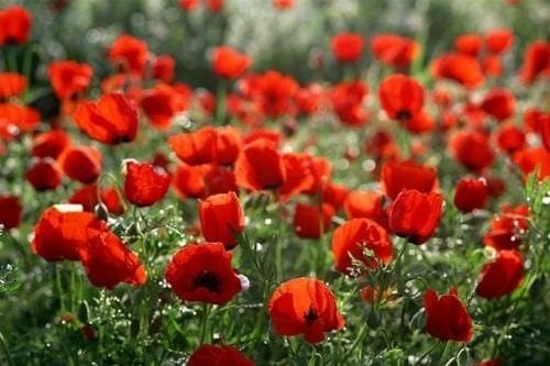Закарпатські поліцейські виявили у чотирьох районах області посіви маку Закарпатські поліцейські виявили у чотирьох районах області посіви маку