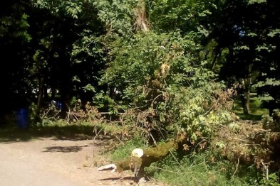 В ужгородському "Ротарі-парку" впало дерево, зачепивши дроти В ужгородському "Ротарі-парку" впало дерево, зачепивши дроти