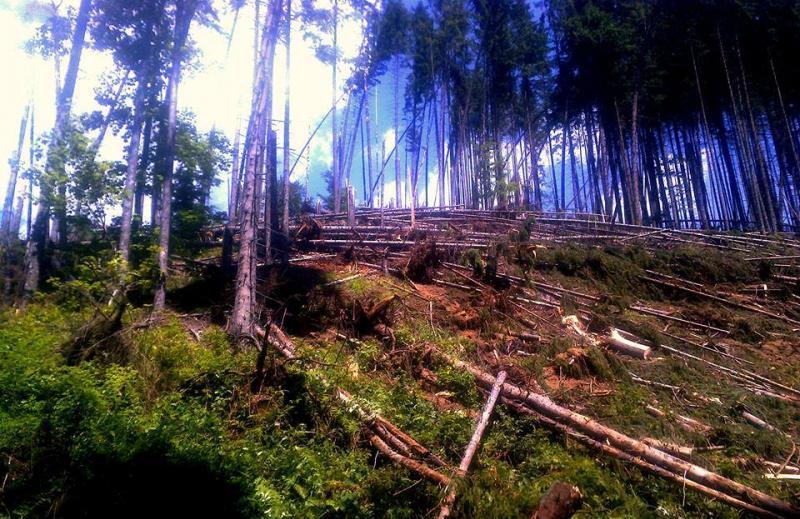 На Тячівщині буревій повалив понад 200 гектарів лісу На Тячівщині буревій повалив понад 200 гектарів лісу