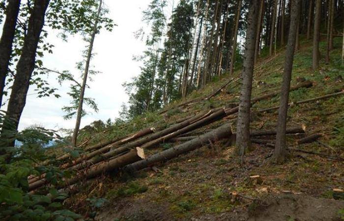 Службовці філії "Міжгірське ЛАГ" підробляли акти про очищення лісосік Службовці філії "Міжгірське ЛАГ" підробляли акти про очищення лісосік