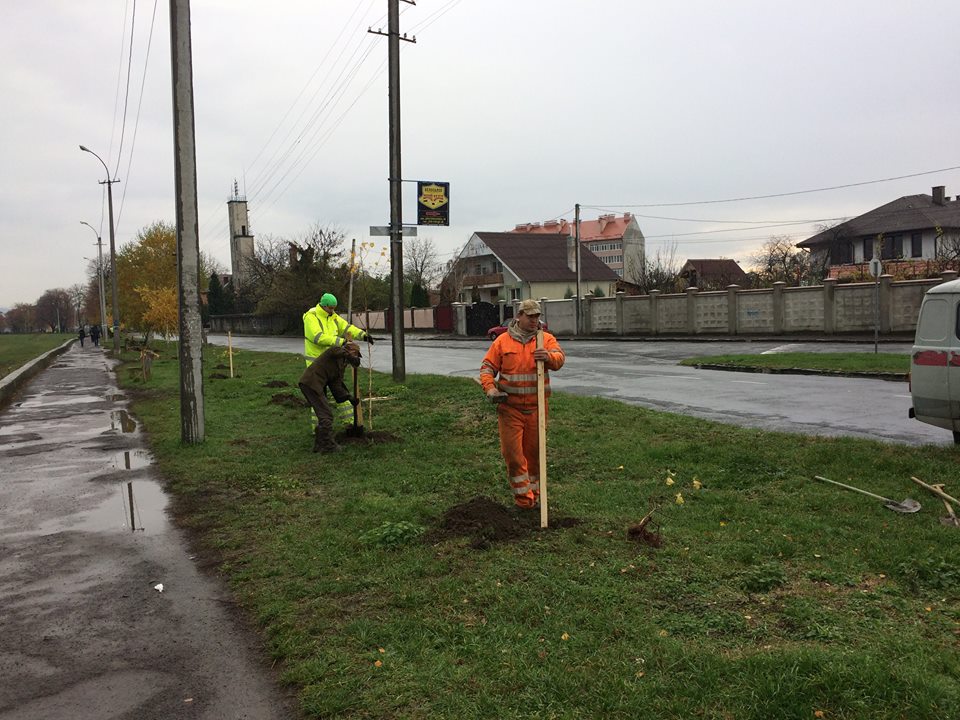 У Мукачеві висаджують нові дерева У Мукачеві висаджують нові дерева