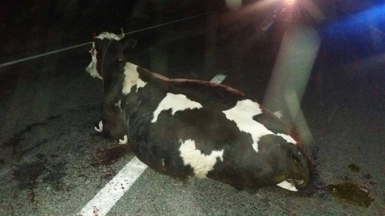 Закарпатець на елітному джипі збив насмерть корову та травмував пішохода Закарпатець на елітному джипі збив насмерть корову та травмував пішохода