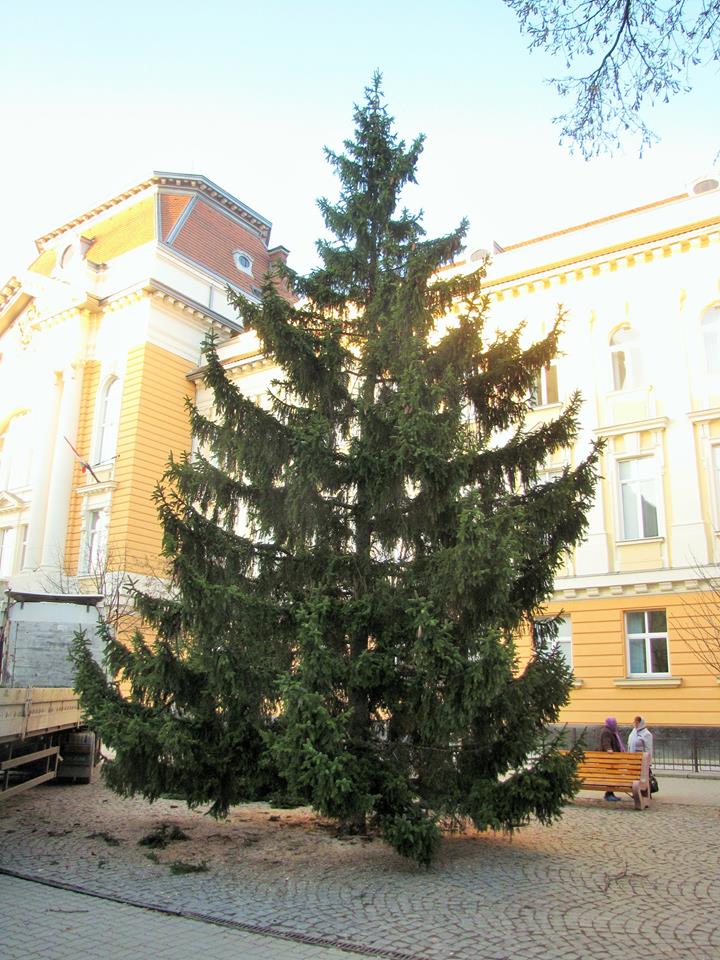 У Берегові встановили головну новорічну ялинку міста У Берегові встановили головну новорічну ялинку міста