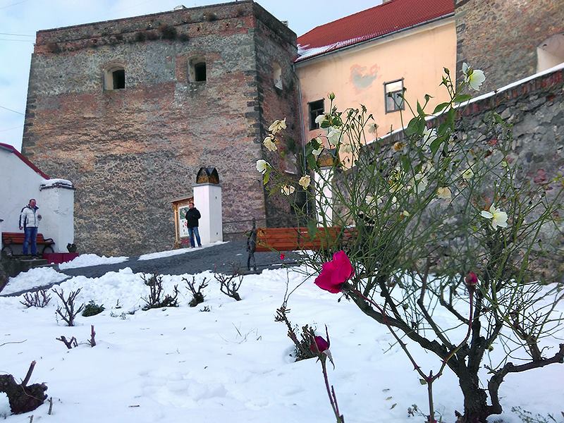Диво природи у Мукачеві: у замку "Паланок" зацвіли троянди Диво природи у Мукачеві: у замку "Паланок" зацвіли троянди