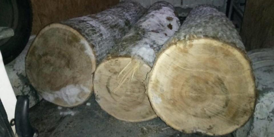 Крадії лісу, щоб їх не впіймали, тікали від охорони по півметрових заметах, лишивши автівку з деревиною Крадії лісу, щоб їх не впіймали, тікали від охорони по півметрових заметах, лишивши автівку з деревиною