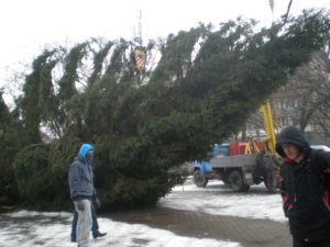 У Виноградові почали встановлювати головну новорічну ялинку міста У Виноградові почали встановлювати головну новорічну ялинку міста