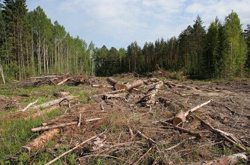 Закарпатця оштрафовано за незаконну вирубку лісу на Рахівщині Закарпатця оштрафовано за незаконну вирубку лісу на Рахівщині