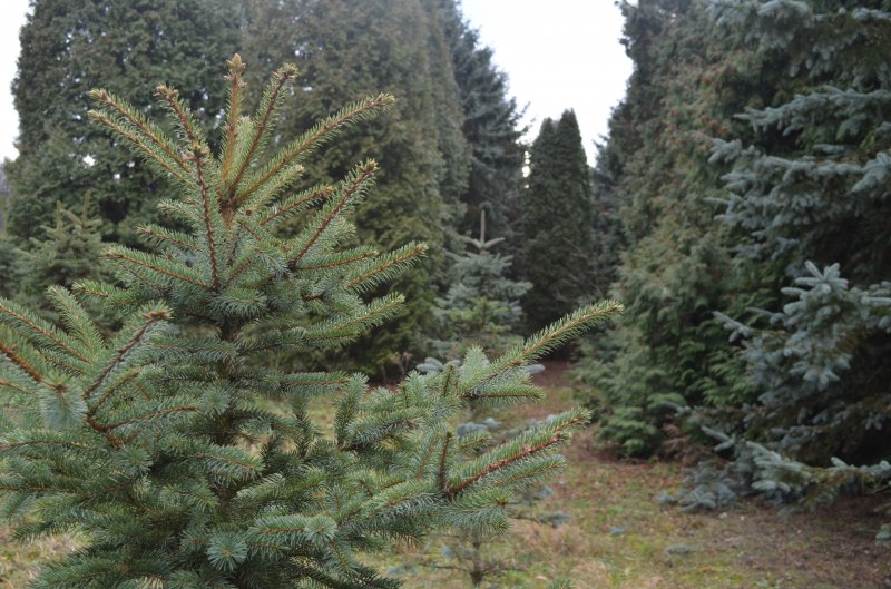 Лісівники назвали суму, виручену за продаж новорічних ялинок Лісівники назвали суму, виручену за продаж новорічних ялинок