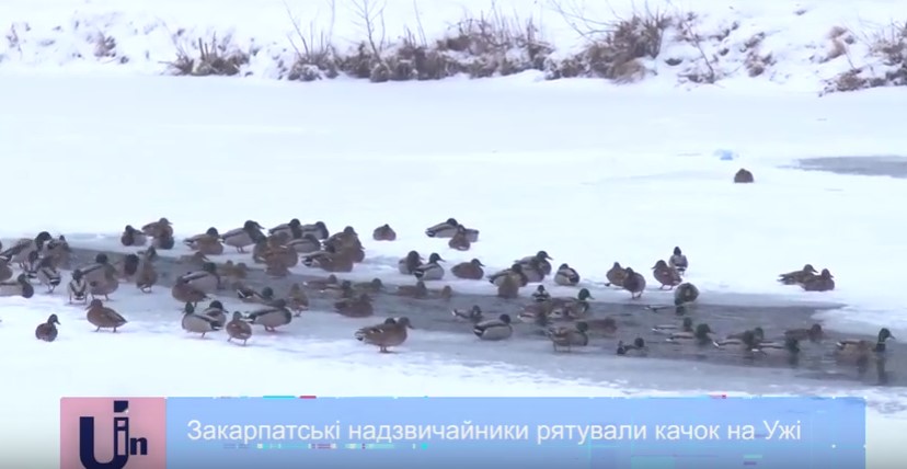 Ужгородські рятувальники рятували качок, які примерзли до льоду на річці Уж Ужгородські рятувальники рятували качок, які примерзли до льоду на річці Уж