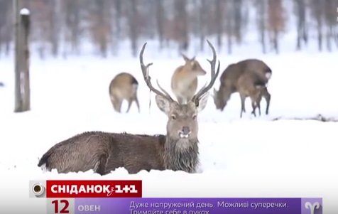 Журналісти "Сніданку з 1+1" розповіли про оленячу ферму та сироварню, що у селі Іза Журналісти "Сніданку з 1+1" розповіли про оленячу ферму та сироварню, що у селі Іза