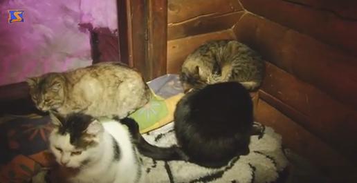 Котяче царство: в одному з туристичних закладів Закарпаття живуть більше 60 котів Котяче царство: в одному з туристичних закладів Закарпаття живуть більше 60 котів
