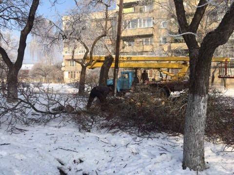 На одній із вулиць Мукачева вирізають старі дерева На одній із вулиць Мукачева вирізають старі дерева