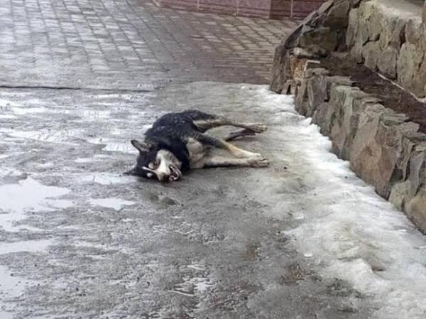 В Ужгороді почастішали випадки отруєння собак В Ужгороді почастішали випадки отруєння собак