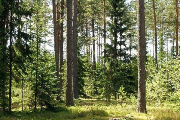 Закарпатські лісівники запевняють, що відкриті для суспільства Закарпатські лісівники запевняють, що відкриті для суспільства