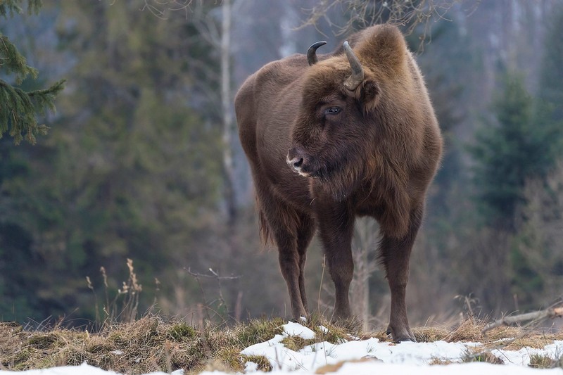 Ужгородський фотограф оприлюднила вражаючі фотографії з долини зубрів Ужгородський фотограф оприлюднила вражаючі фотографії з долини зубрів