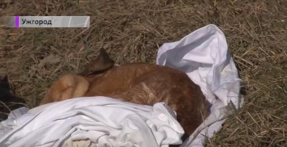 В Ужгороді нікому забирати мертвих тварин з вулиць В Ужгороді нікому забирати мертвих тварин з вулиць
