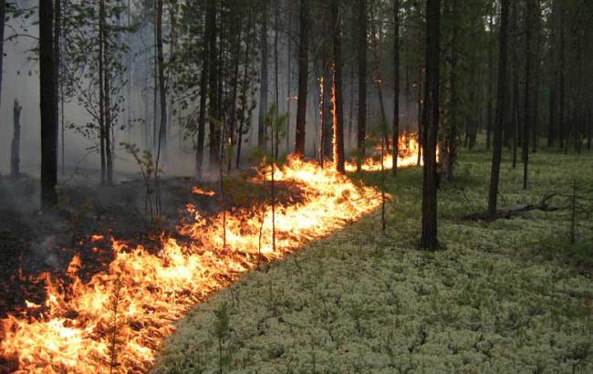 Лісівники Закарпаття вирішували як уникнути лісових пожеж Лісівники Закарпаття вирішували як уникнути лісових пожеж
