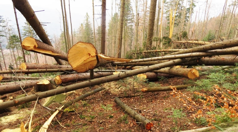 На Хустщині незаконно нарубали лісу на 250 тисяч гривень На Хустщині незаконно нарубали лісу на 250 тисяч гривень