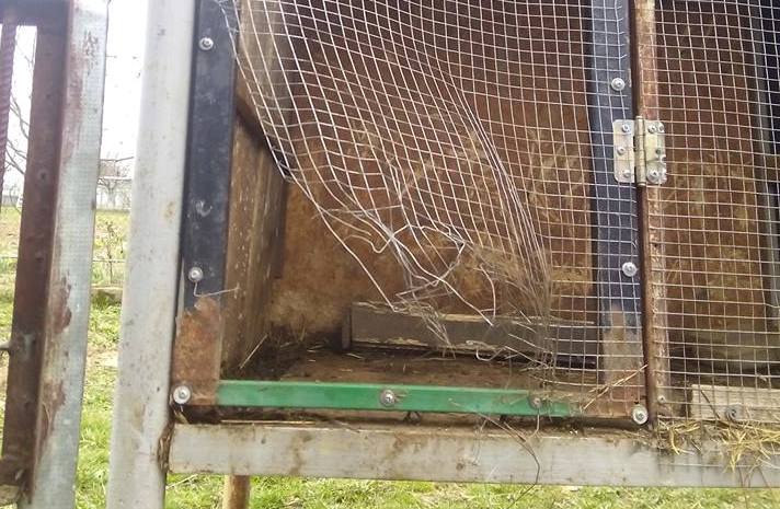 В мережі гадають, що це за істота загадково вбила кролів на Ужгородщині В мережі гадають, що це за істота загадково вбила кролів на Ужгородщині