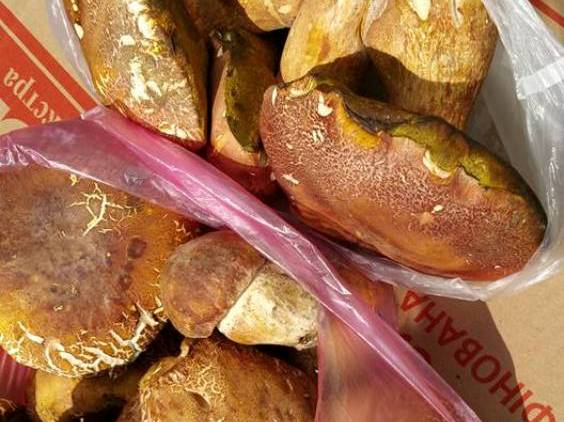 У Мукачеві на ринку вже продають білі гриби. Продавчиня назвала місце, де їх назбирала У Мукачеві на ринку вже продають білі гриби. Продавчиня назвала місце, де їх назбирала