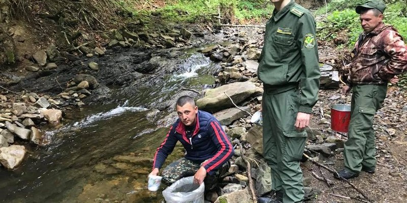 12 тисяч мальків форелі запустили у річки Міжгірщини 12 тисяч мальків форелі запустили у річки Міжгірщини