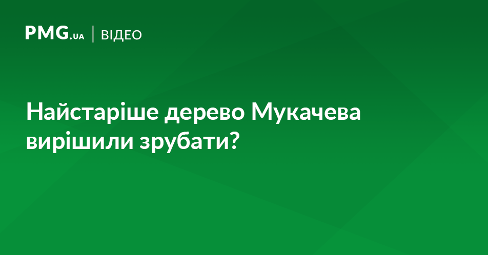 У Мукачеві вирішили зрубати найстаріше дерево міста? У Мукачеві вирішили зрубати найстаріше дерево міста?