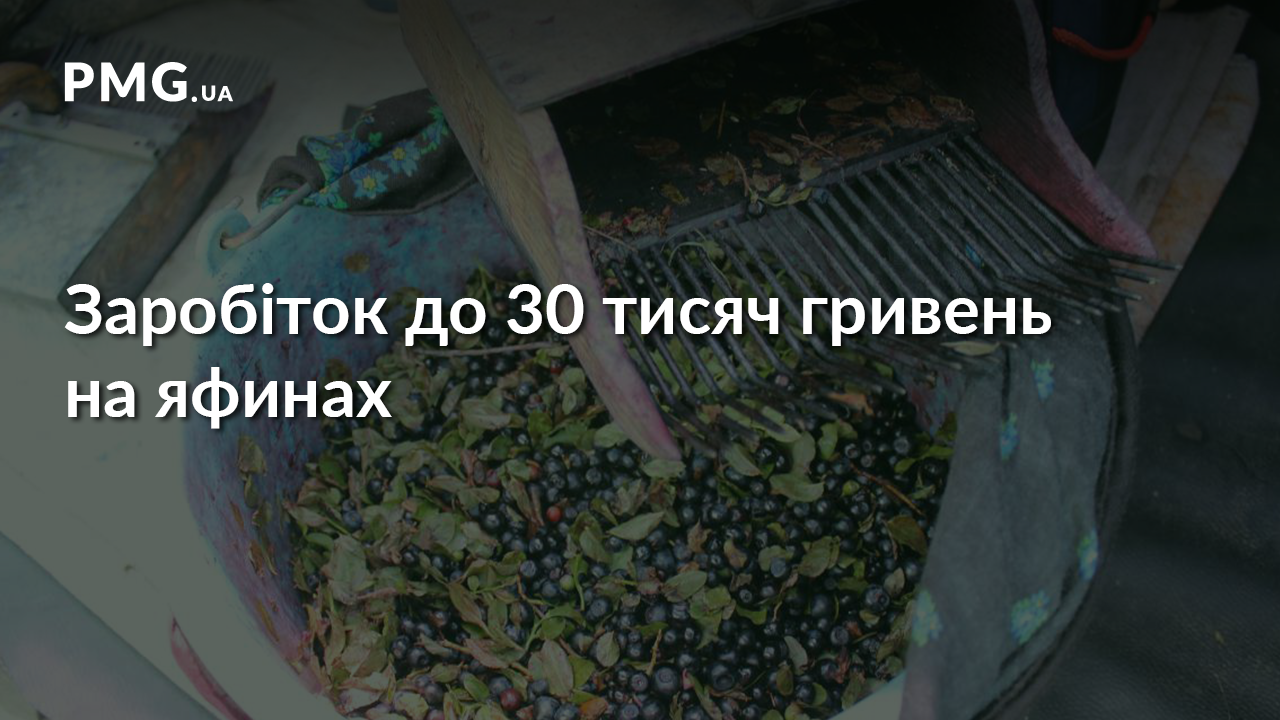 Заробіток до 30 тисяч гривень: як закарпатці збирають яфини Заробіток до 30 тисяч гривень: як закарпатці збирають яфини