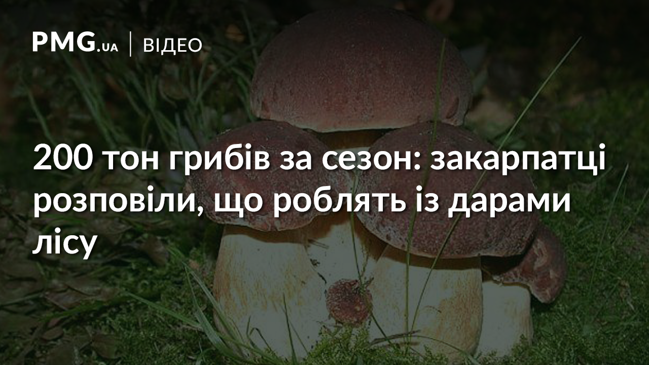 200 тон грибів за сезон: закарпатці розповіли, що роблять із дарами лісу 200 тон грибів за сезон: закарпатці розповіли, що роблять із дарами лісу