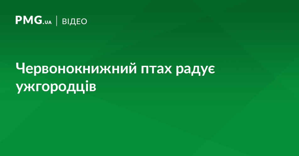 На Ужі оселився рідкісний птах На Ужі оселився рідкісний птах