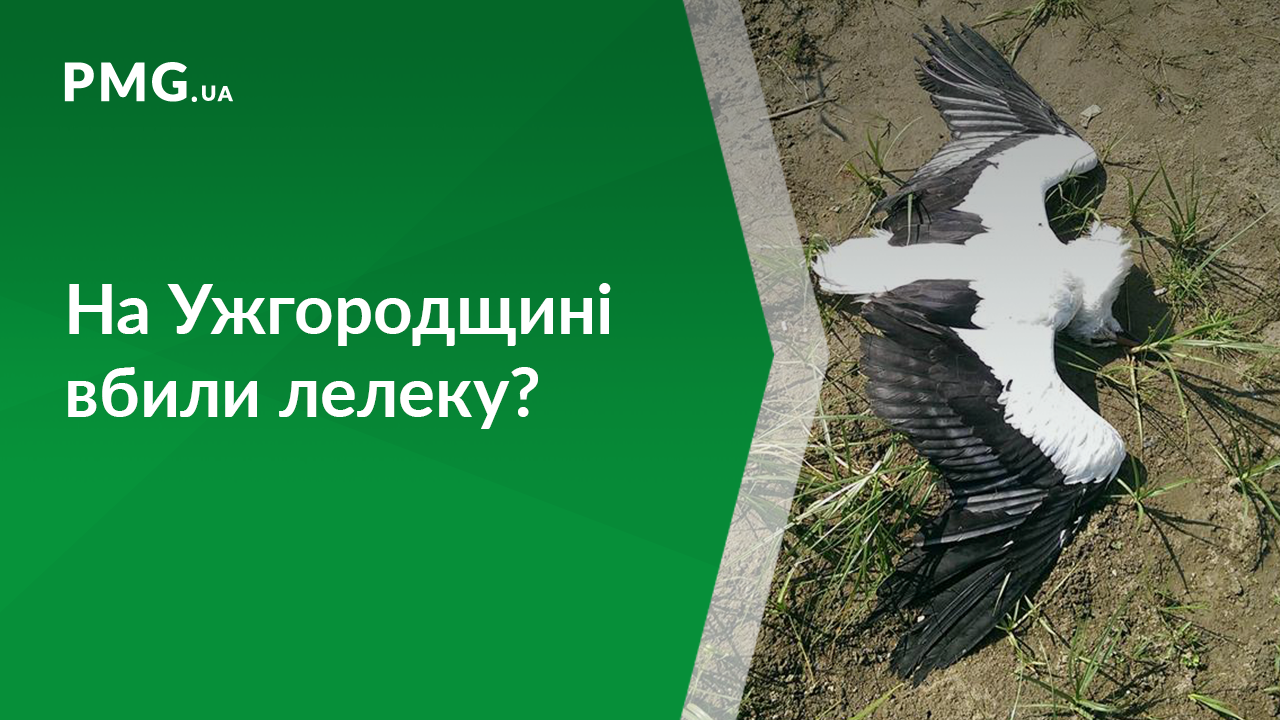 На Ужгородщині, ймовірно, вбили лелеку На Ужгородщині, ймовірно, вбили лелеку