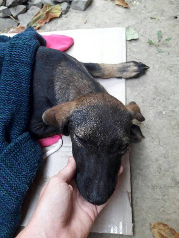 В Ужгороді з транспортного мосту скинули собаку В Ужгороді з транспортного мосту скинули собаку