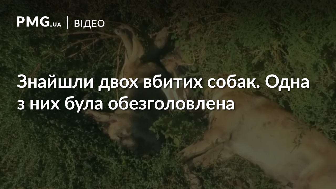 В Ужгороді знайшли двох вбитих собак. Одній із них відірвали голову В Ужгороді знайшли двох вбитих собак. Одній із них відірвали голову