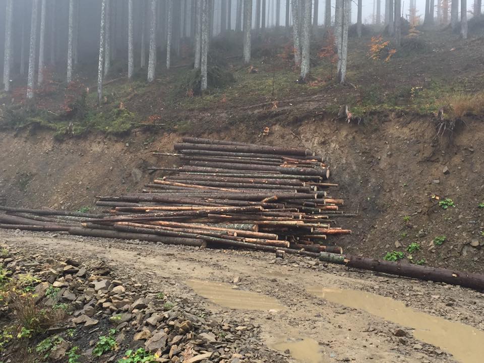 Журналісти прямо запитали закарпатських чиновників, чому у області вирубують тисячолітні праліси: їхня відповідь На Закарпатті масово вирубують ліс. Чиновників запитали, чому вони дають на це дозвіл.