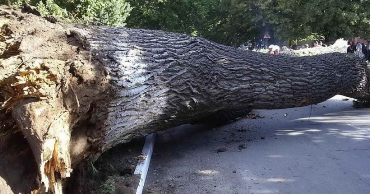 На Іршавщині дерево впало на дорогу та на автомобіль В Іршавському районі між селами Горбок і Доробратово дерево впало на проїзджу частину дороги та на автомобіль Opel Astra H