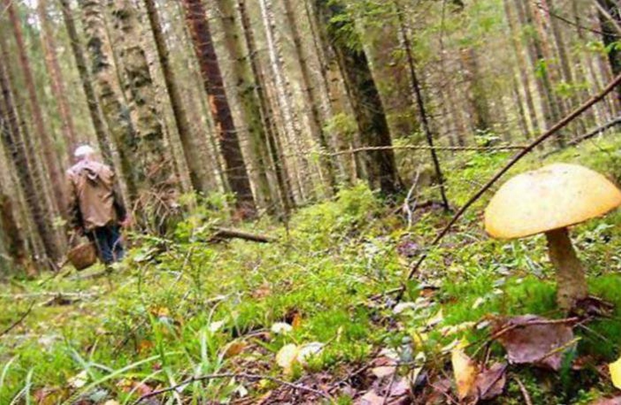 У лісі зник чоловік. Його не можуть знайти У лісі біля села Сімерки Перечинського району заблукав 48-річний чоловік