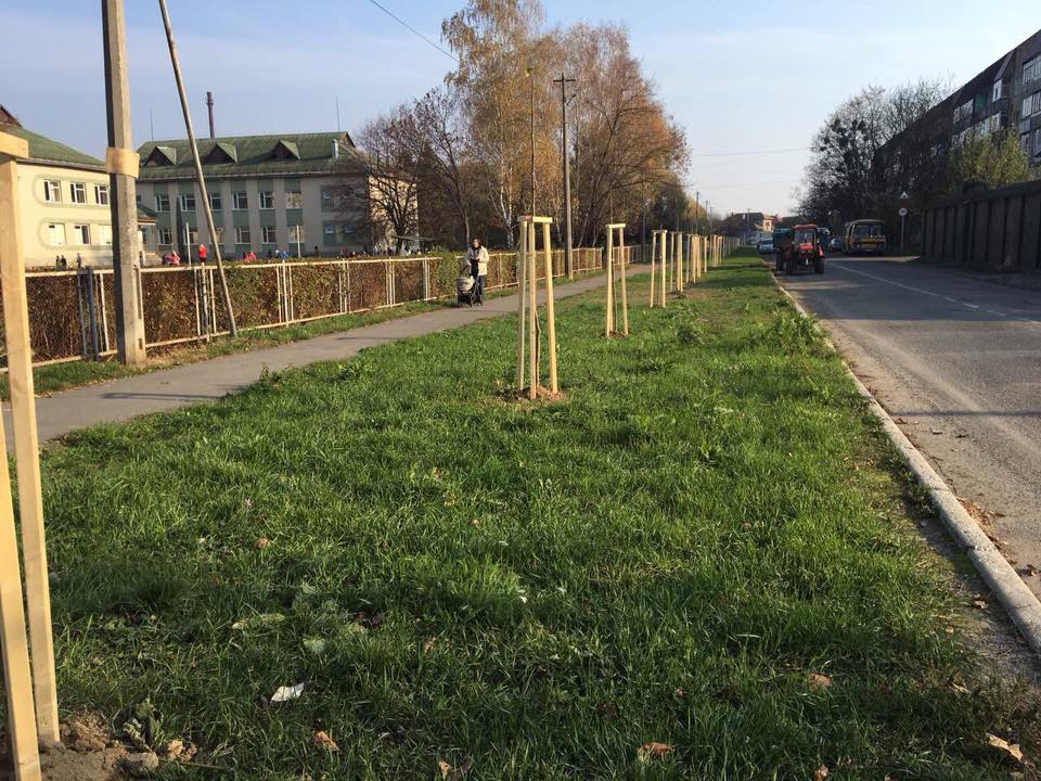 На вулицях Мукачева висаджують сакури У Мукачеві проводять осінню толоку і висаджують сакури