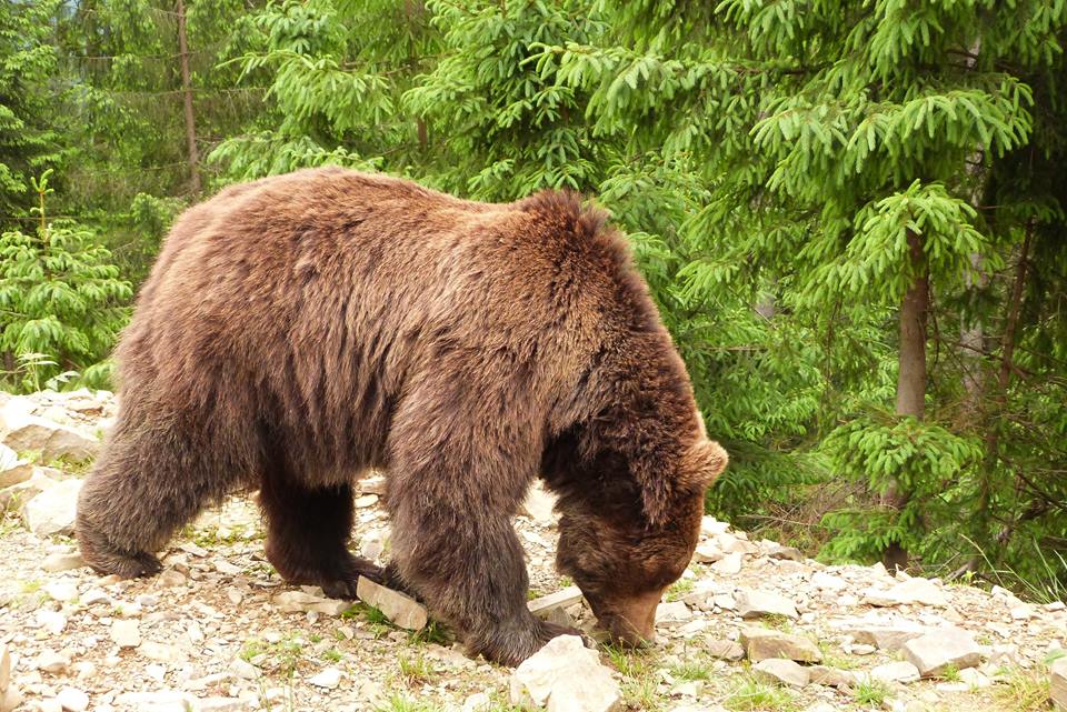 Закарпатські лісівники та WWF запускають проект зі збереження ведмедів Вперше на Україні Всесвітній фонд дикої природи запускає новий проект "Збережемо рідкісні види"