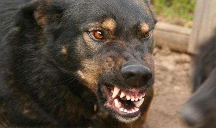 Скажена собака покусала двох людей У Виноградові собака, в якої підтвердили сказ, покусала двох людей. В місті ввели карантинну зону