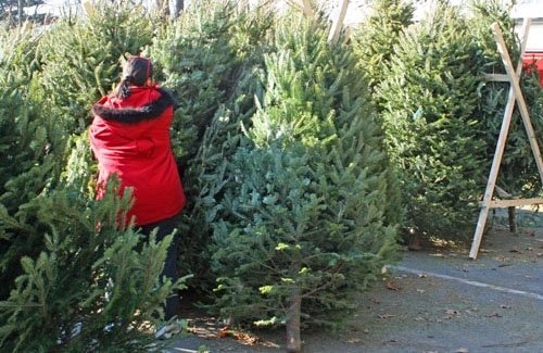 Ринки Мукачева і району перевірятимуть на предмет законності продажу ялинок На Мукачівщині оголошено операцію "Новорічна ялинка"