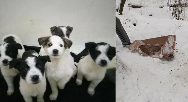 У лісі неподалік Ужгорода на морозі залишили помирати п’ятьох цуценят У лісі неподалік Ужгорода на морозі залишили помирати п’ятьох цуценят