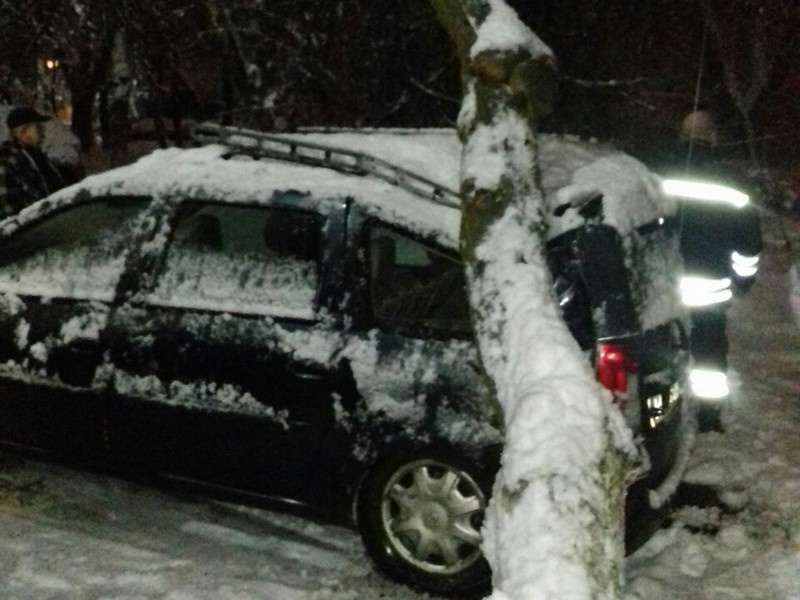 В Ужгороді дерево впало на машину В Ужгороді дерево впало на автомобіль Dacia Logan