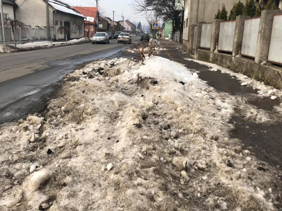 Жителі Хуста обурені вчинком водія У Хусті водій на своєму автомобілі зламав кілька деревцят сакури