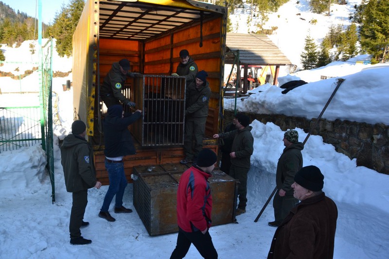 До реабілітаційного центру "Синевир" привезли 5 ведмедів: у одного з них зламана щелепа До реабілітаційного центру "Синевир" привезли 5 ведмедів із Донеччини: у одного з них зламана щелепа