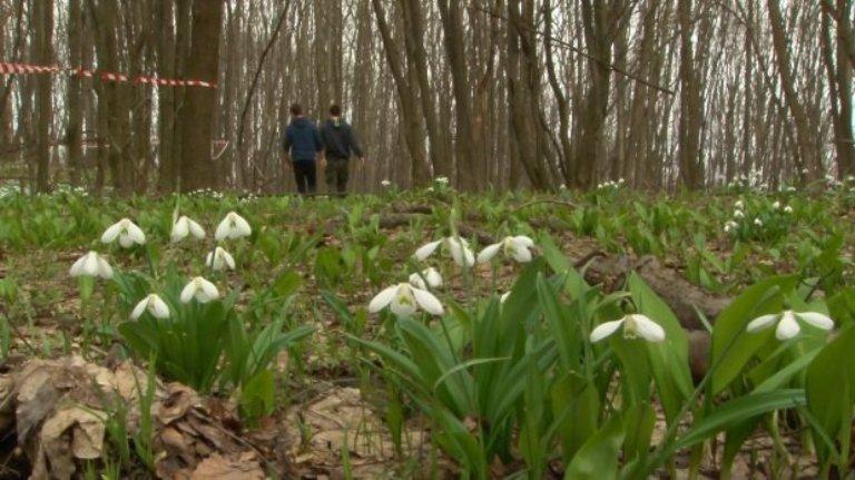Лісівники Закарпаття розпочинають рейди із вилучення первоцвітів На Закарпатті настає "золота пора" для квіткових браконьєрів