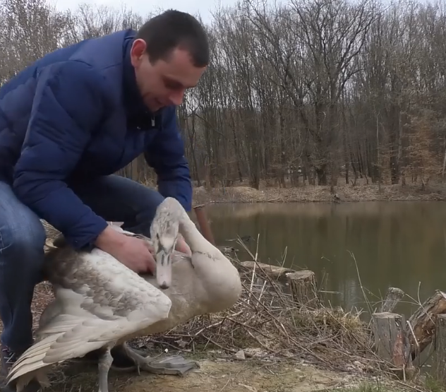 Мукачівці врятували лебедя Мукачівці врятували лебедя, який ледь не загинув