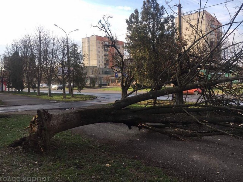В Ужгороді нічна негода наробила біди В Ужгороді нічна негода наробила біди – вирвала дерево