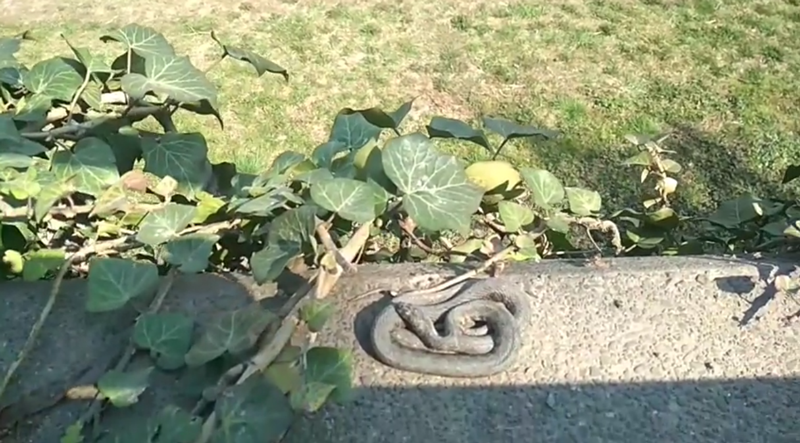 В Ужгороді зняли на відео, як на набережній гріються три змії На набережну Ужа виповзли три змії