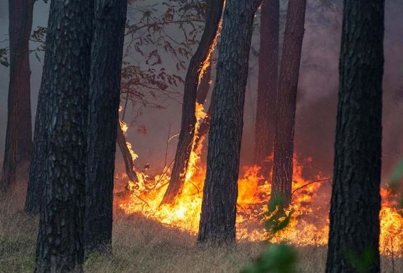 У лісі знайшли труп: подробиці від рятувальників В Ужгороді у лісі знайшли труп: подробиці від рятувальників
