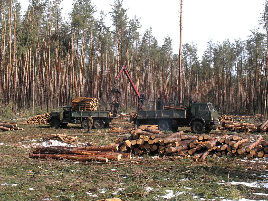 У Зеленського заявили про намір припинити вирубку лісів на Закарпатті Команда Зеленського пообіцяла припинити незаконні вирубки лісів Закарпаття