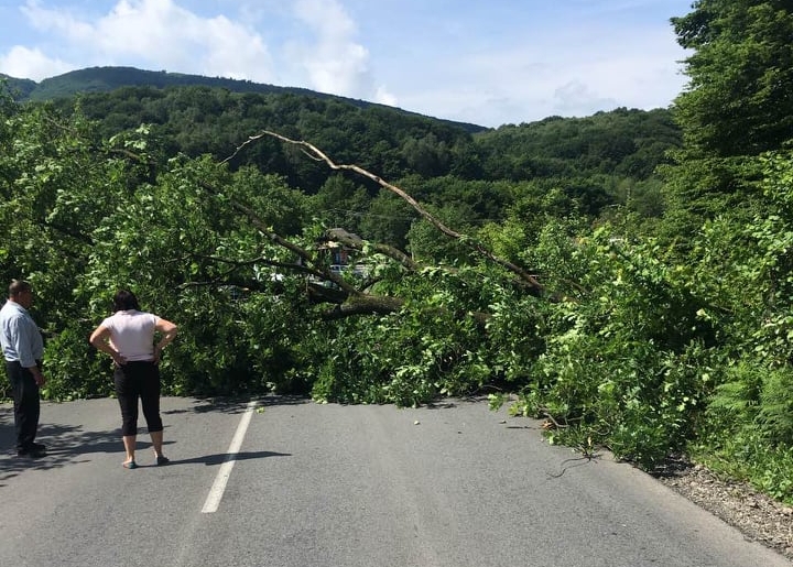 Величезне дерево впало на дорогу і перекрило автомобільний рух Величезне дерево впало на дорогу М-23 Берегово - Виноградів - Велика Копаня і перекрило автомобільний рух